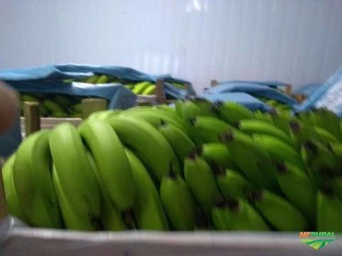 Bananas verdes e climatizadas compra e venda