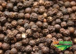 Imagem PIMENTA DO REINO B1 (PRETA) Imagem PIMENTA DO REINO B1 (PRETA)