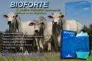 BIOFORTE ( SUPER ENGORDA ) QUEBRA BALANÇAS !