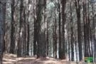 Vendo Terreno com Reflorestamento de Pinus Elliotti