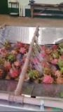 MÁQUINA DE LIMPEZA, SANETIZAÇÃO E CLASSIFICAÇÃO DE PITAYA Imagem MÁQUINA DE LIMPEZA, SANETIZAÇÃO E CLASSIFICAÇÃO DE PITAYA