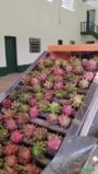 MÁQUINA DE LIMPEZA, SANETIZAÇÃO E CLASSIFICAÇÃO DE PITAYA Imagem MÁQUINA DE LIMPEZA, SANETIZAÇÃO E CLASSIFICAÇÃO DE PITAYA