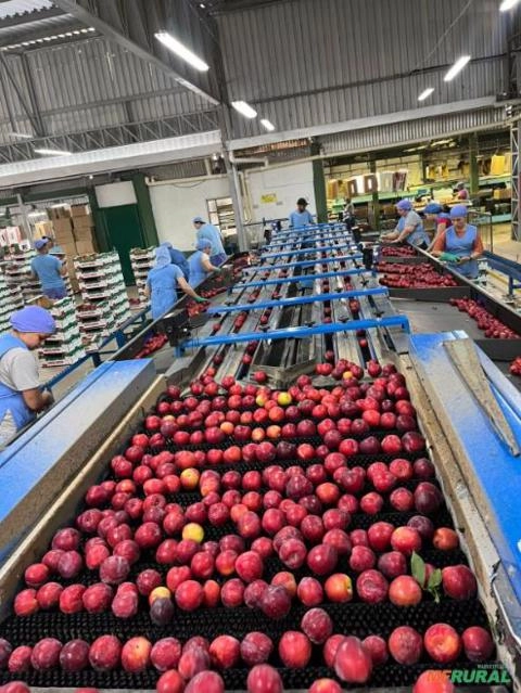 Imagem MAQUINA PARA A CLASSIFICAÇÃO DE AMEIXA E NECTARINA Imagem MAQUINA PARA A CLASSIFICAÇÃO DE AMEIXA E NECTARINA