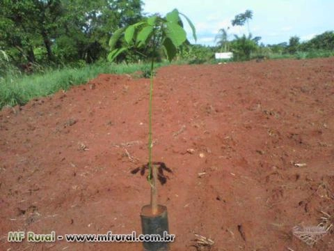 Imagem Mudas de seringueira Imagem Mudas de seringueira