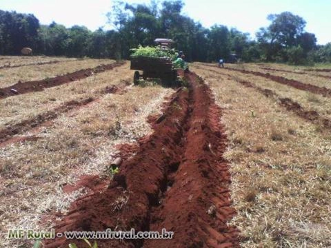 Imagem Mudas de seringueira Imagem Mudas de seringueira