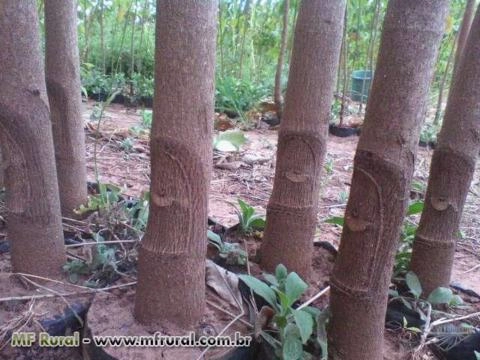 Imagem Mudas de seringueira Imagem Mudas de seringueira