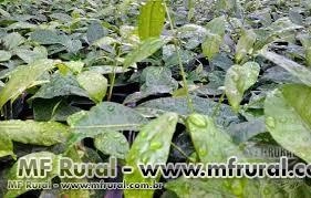 mudas de mogno africano em PERNAMBUCO Imagem mudas de mogno africano em PERNAMBUCO