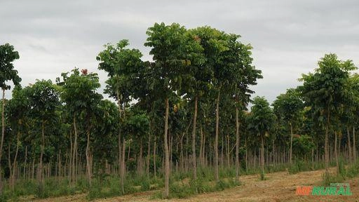 FLORESTA MOGNO AFRICANO Imagem FLORESTA MOGNO AFRICANO