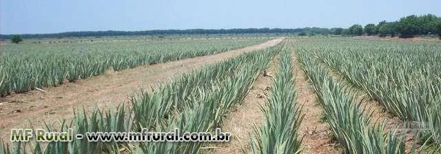 Babosa Barbadensis Miller (Aloe Vera) Mudas ,Plantas adultas, Folhas avulsas