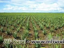 Babosa Barbadensis Miller (Aloe Vera) Mudas ,Plantas adultas, Folhas avulsas