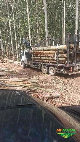 Compro Mato de eucalipto Imagem Compro Mato de eucalipto