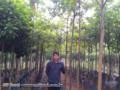 Mudas de Árvores Nativas Para Paisagismo e Reflorestamento