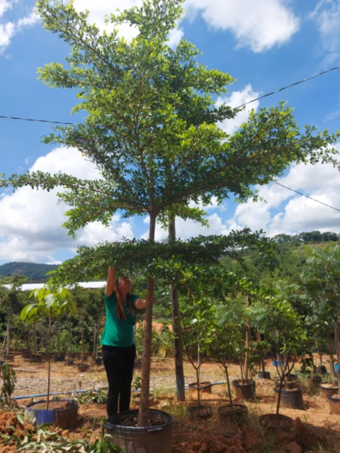 Mudas de Árvores Nativas Para Paisagismo e Reflorestamento