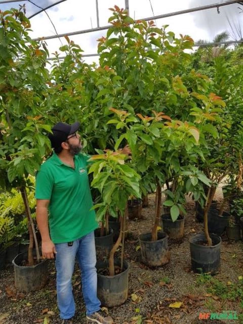 Abacate produzindo Imagem Abacate produzindo