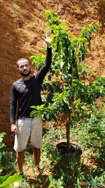 Abacate Imagem Abacate