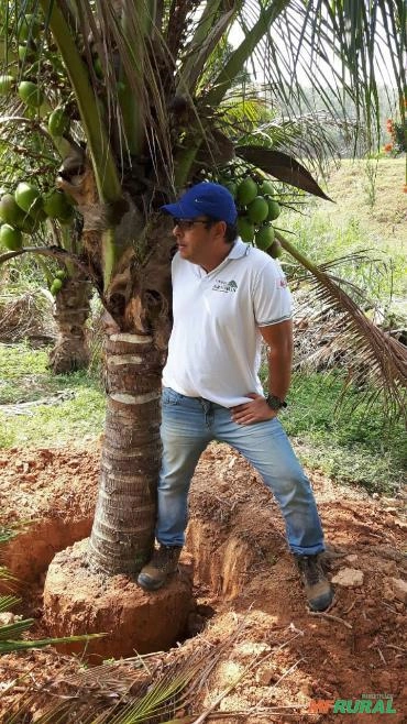 Mudas Adultas de Coqueiro Imagem Mudas Adultas de Coqueiro