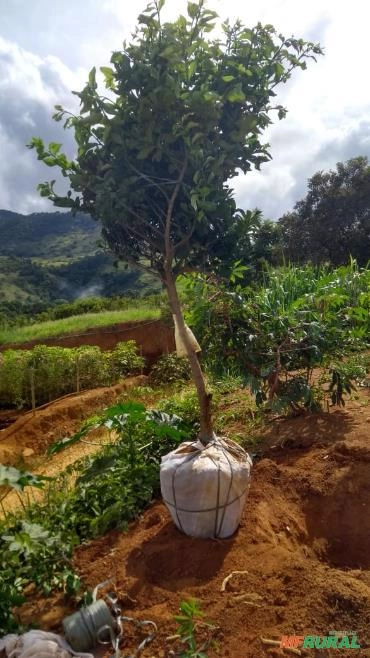 Limão Taiti Imagem Limão Taiti