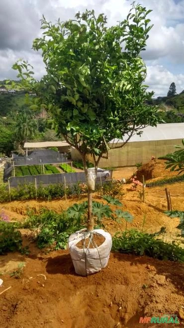 Laranja Bahia Imagem Laranja Bahia