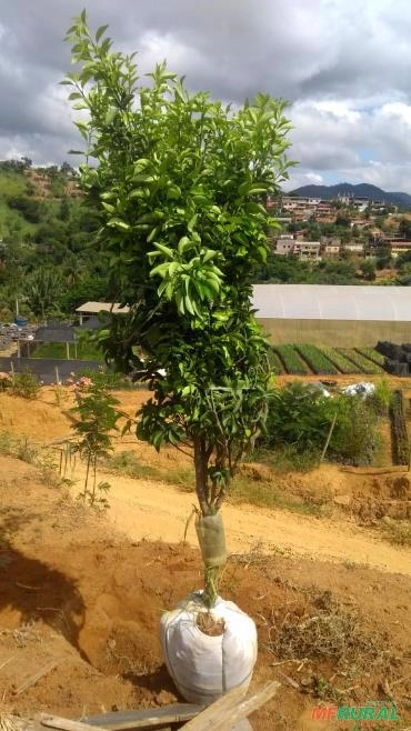 Limão Siciliano Imagem Limão Siciliano