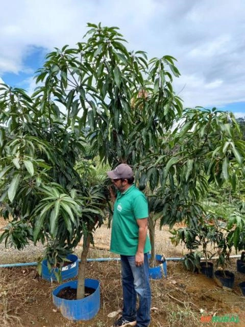 Manga Adem produzindo com 3,5 metros Imagem Manga Adem produzindo com 3,5 metros