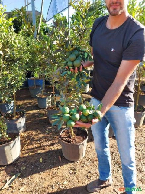 Laranja Lima já produzindo Imagem Laranja Lima já produzindo