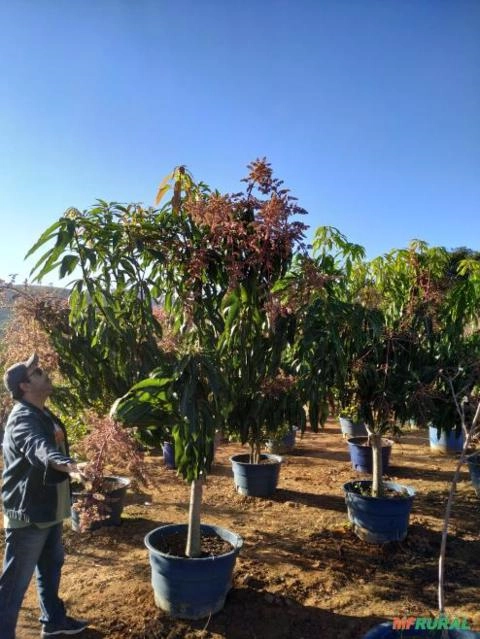 Manga Palmer Imagem Manga Palmer