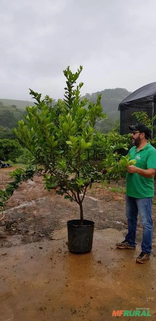 Mudas Limão Taiti produzindo Imagem Mudas Limão Taiti produzindo