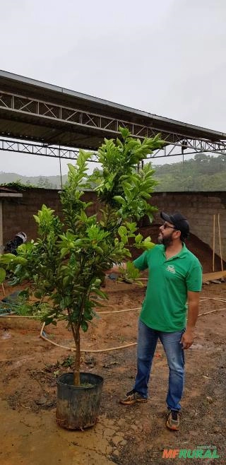 Mudas Laranja Sanguinea Imagem Mudas Laranja Sanguinea