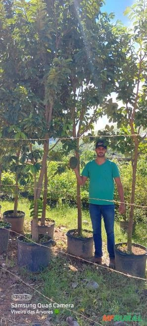 Mudas Resedá-Gigante Imagem Mudas Resedá-Gigante