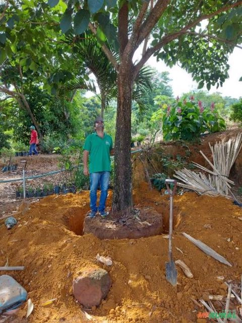 Ipê Roxo Imagem Ipê Roxo