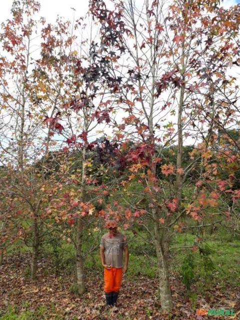 Plátanus Imagem Plátanus