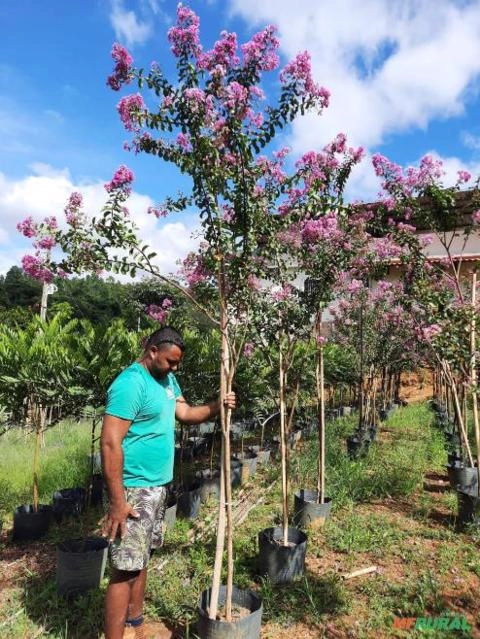 Resedá Imagem Resedá