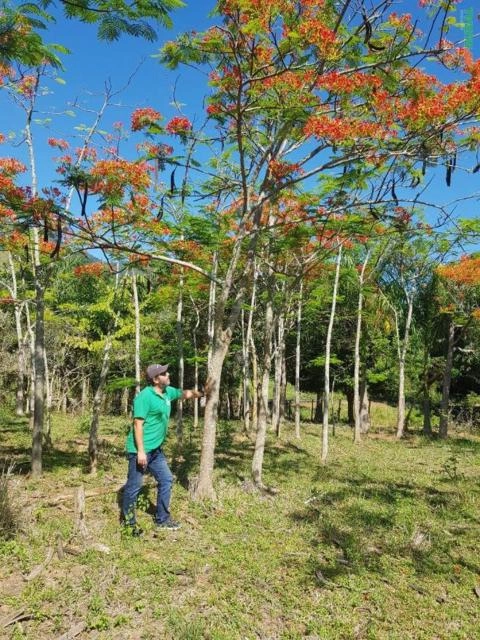 Flamboyant Imagem Flamboyant