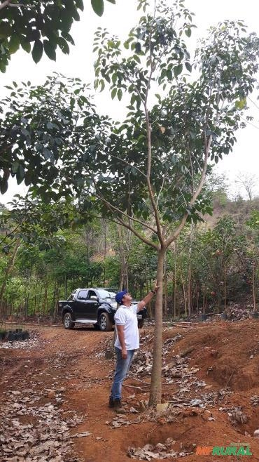 Ipê Rosa Imagem Ipê Rosa