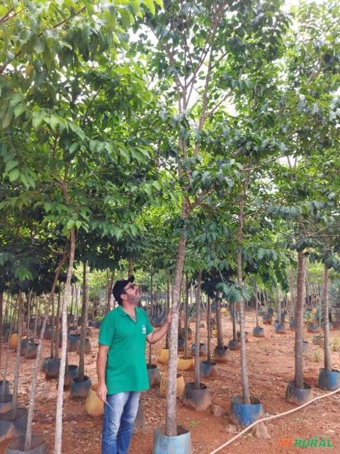 Jacarandá Mimoso com 5 metros e DAP 10 cm Imagem Jacarandá Mimoso com 5 metros e DAP 10 cm