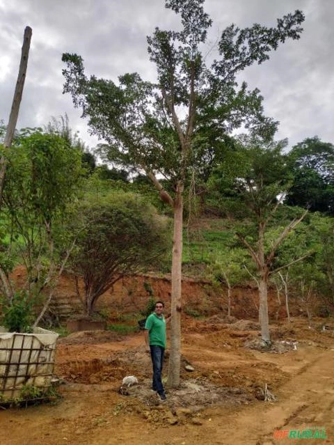 Sete Copas Africana Imagem Sete Copas Africana