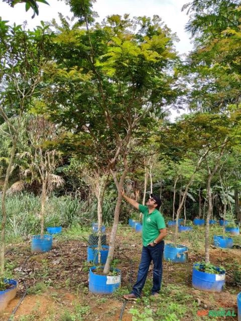 Pau Brasil Imagem Pau Brasil