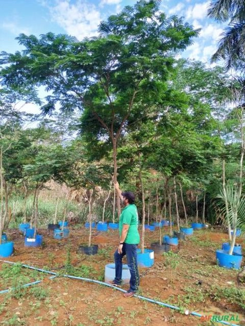 Mudas Arvore Sibipiruna com 4 metros de altura e DAP 7 cm Imagem Mudas Arvore Sibipiruna com 4 metros de altura e DAP 7 cm