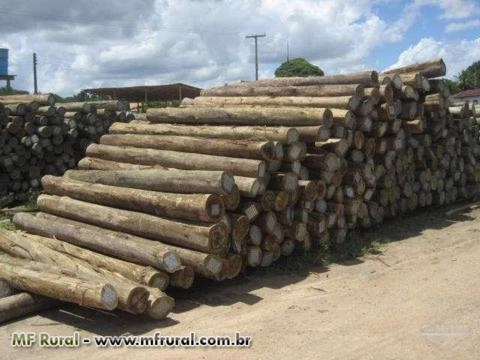 Madeira de eucalipto tratado, mourão, cabeço de curral, esteios Imagem Madeira de eucalipto tratado, mourão, cabeço de curral, esteios