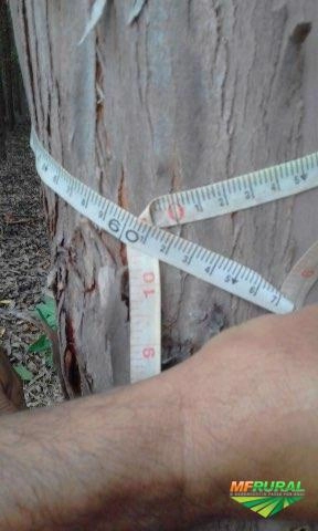 Imagem vendo floresta de eucalipto Imagem vendo floresta de eucalipto