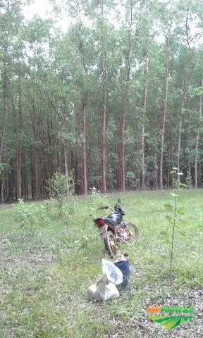 Imagem vendo floresta de eucalipto Imagem vendo floresta de eucalipto