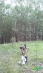 vendo floresta de eucalipto Imagem vendo floresta de eucalipto