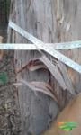 vendo floresta de eucalipto Imagem vendo floresta de eucalipto