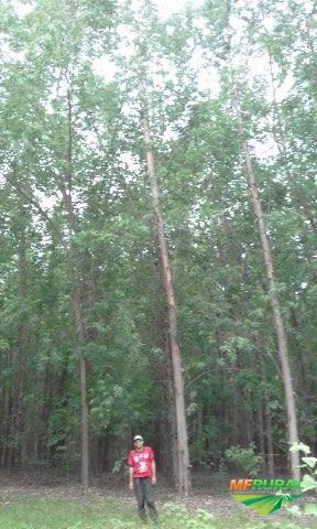 Imagem vendo floresta de eucalipto Imagem vendo floresta de eucalipto