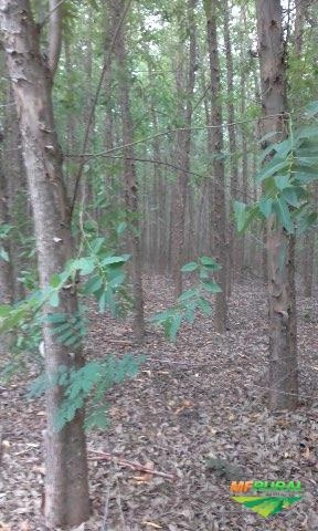 Imagem vendo floresta de eucalipto Imagem vendo floresta de eucalipto