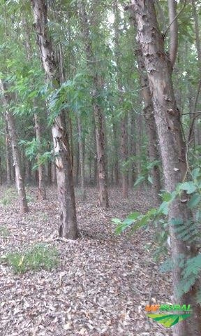 Imagem vendo floresta de eucalipto Imagem vendo floresta de eucalipto