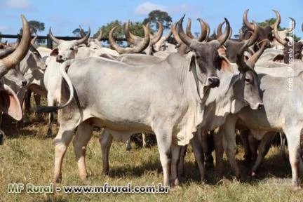 Vendo vacas, novilhas e tourinhos Guzera