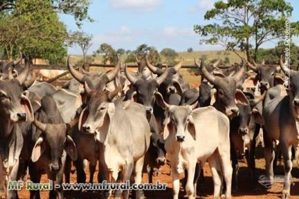 Vendo vacas, novilhas e tourinhos Guzera