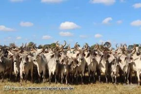 Vendo vacas, novilhas e tourinhos Guzera