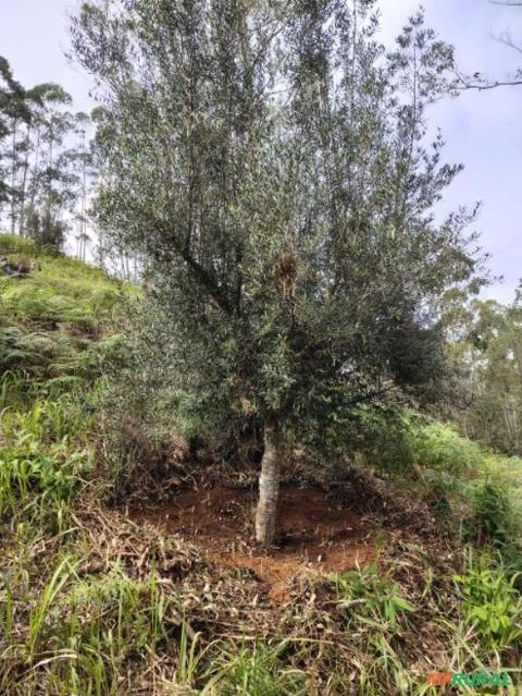 OLIVEIRAS ADULTAS Imagem OLIVEIRAS ADULTAS